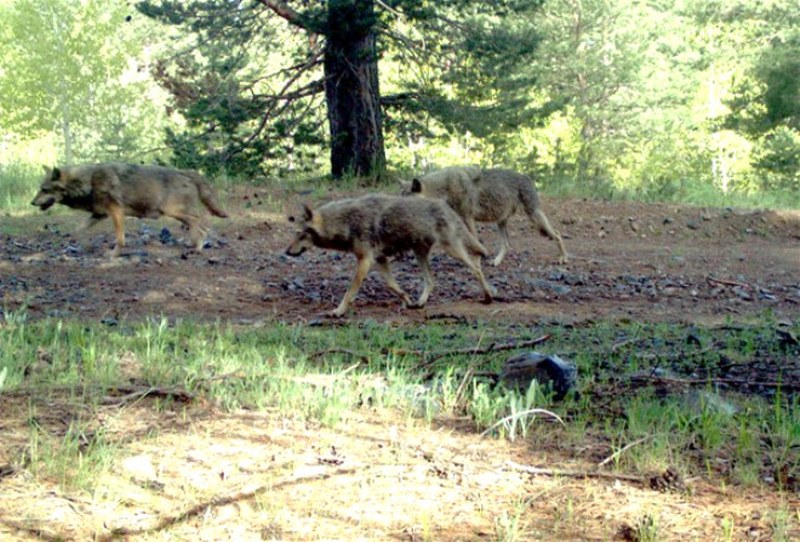 Kars'ın Sarıkamış ilçesindeki ormana kurulan fotokapana yansıyan doğal yaşam... A24