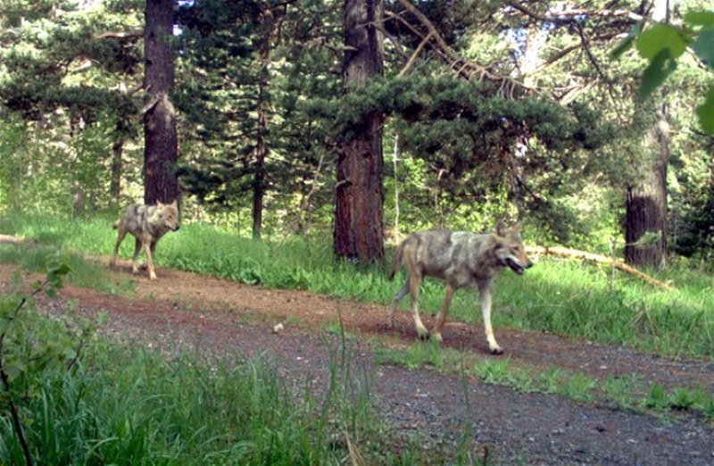 Kars'ın Sarıkamış ilçesindeki ormana kurulan fotokapana yansıyan doğal yaşam... A24