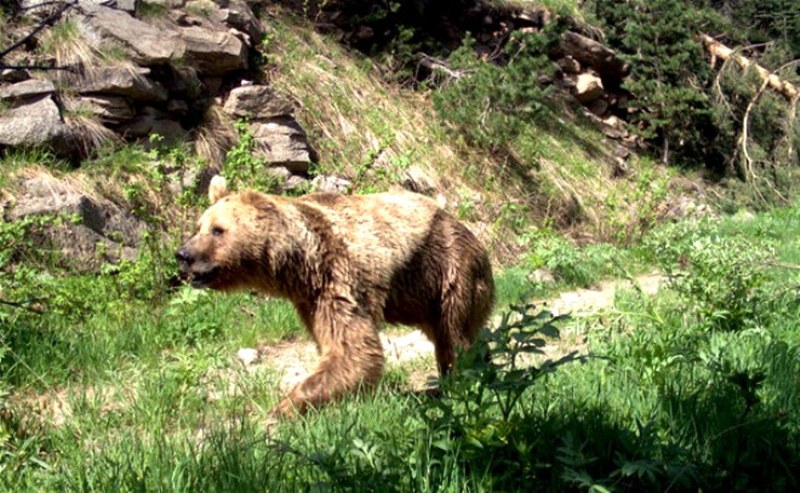 Kars'ın Sarıkamış ilçesindeki ormana kurulan fotokapana yansıyan doğal yaşam... A24