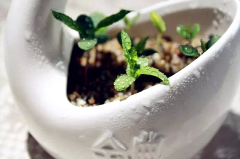 Daha önce hiç duymadığınız farklı bilgiler... A24