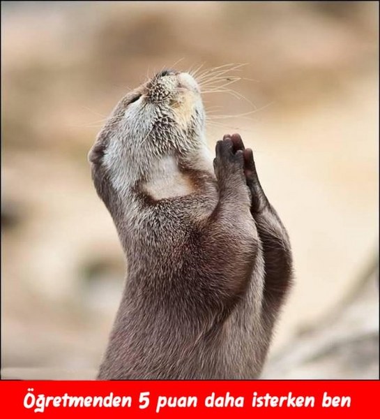 Öğretmenler gününe ait en komik capsler A24