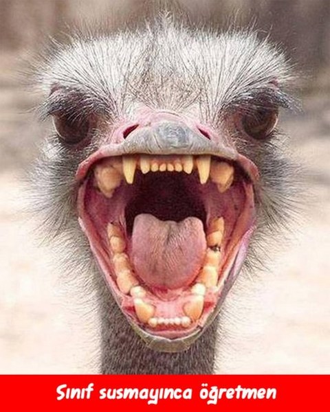 Öğretmenler gününe ait en komik capsler A24