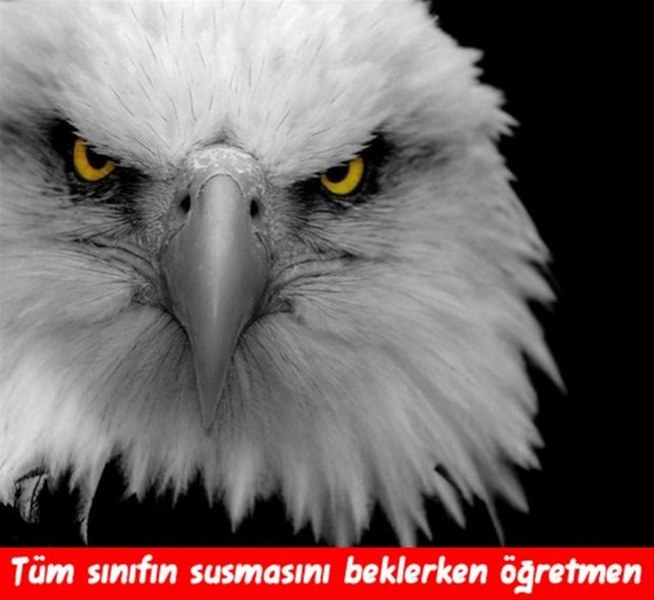 Öğretmenler gününe ait en komik capsler A24