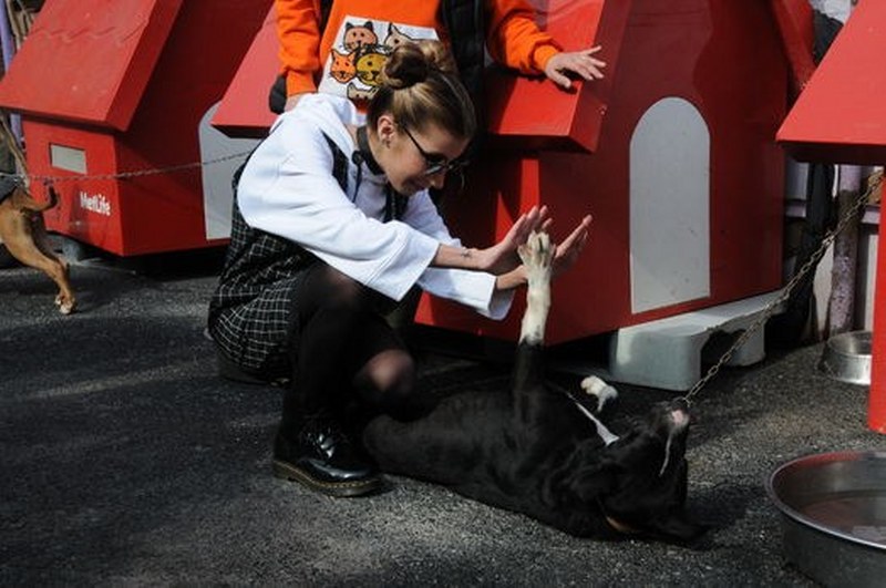 Ünlü isimler ve hayatlarının vazgeçilmez evcil dostları A24