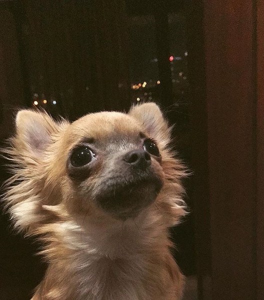 Ünlü isimler ve hayatlarının vazgeçilmez evcil dostları A24