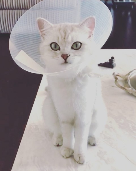 Ünlü isimler ve hayatlarının vazgeçilmez evcil dostları A24