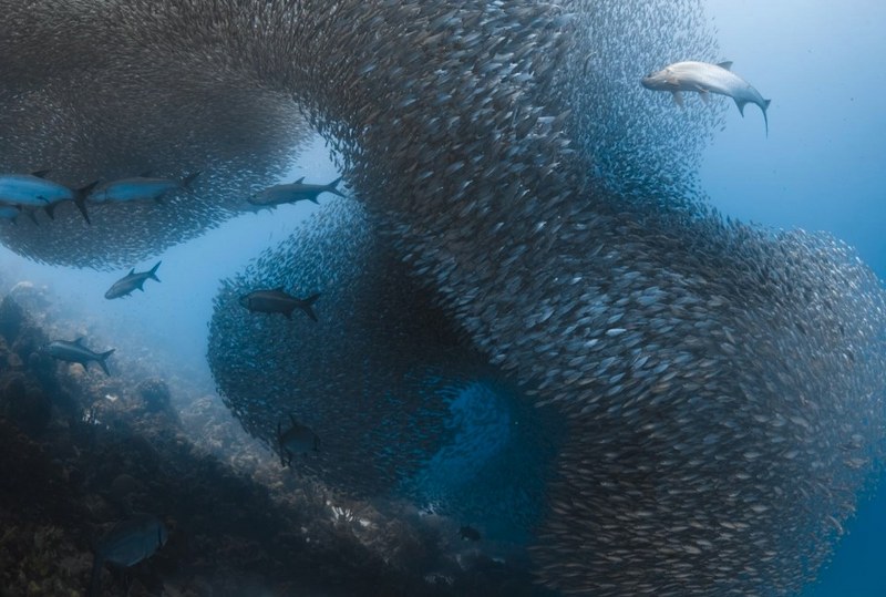 National Geographic 2017'nin en iyi vahşi yaşam fotoğraflarını paylaştı... A24