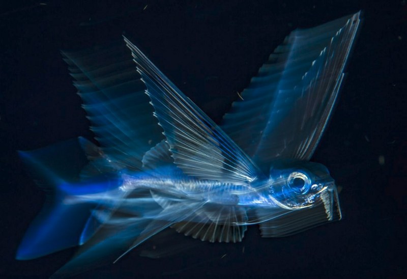 National Geographic 2017'nin en iyi vahşi yaşam fotoğraflarını paylaştı... A24