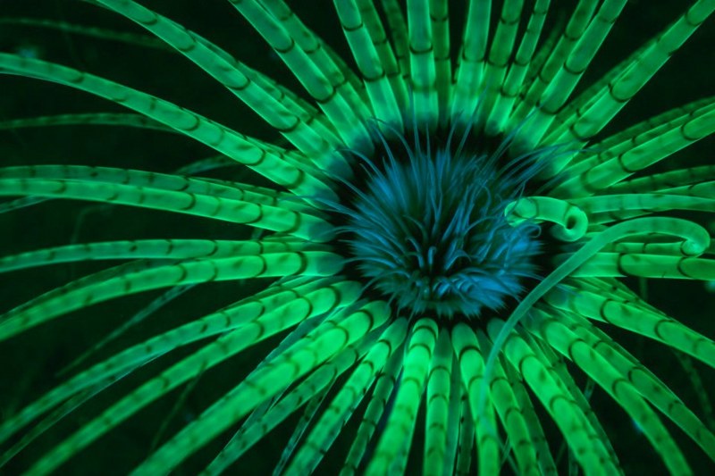 National Geographic 2017'nin en iyi vahşi yaşam fotoğraflarını paylaştı... A24