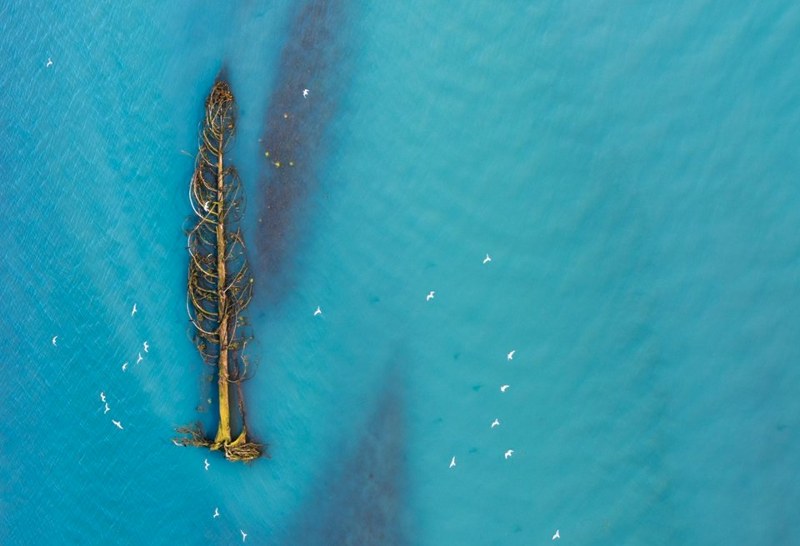 National Geographic 2017'nin en iyi vahşi yaşam fotoğraflarını paylaştı... A24