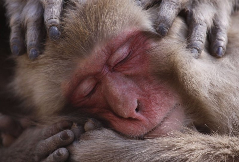 National Geographic 2017'nin en iyi vahşi yaşam fotoğraflarını paylaştı... A24