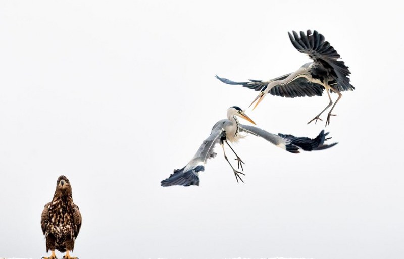 National Geographic 2017'nin en iyi vahşi yaşam fotoğraflarını paylaştı... A24