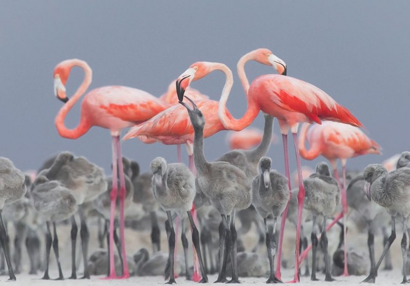 National Geographic 2017'nin en iyi vahşi yaşam fotoğraflarını paylaştı... A24