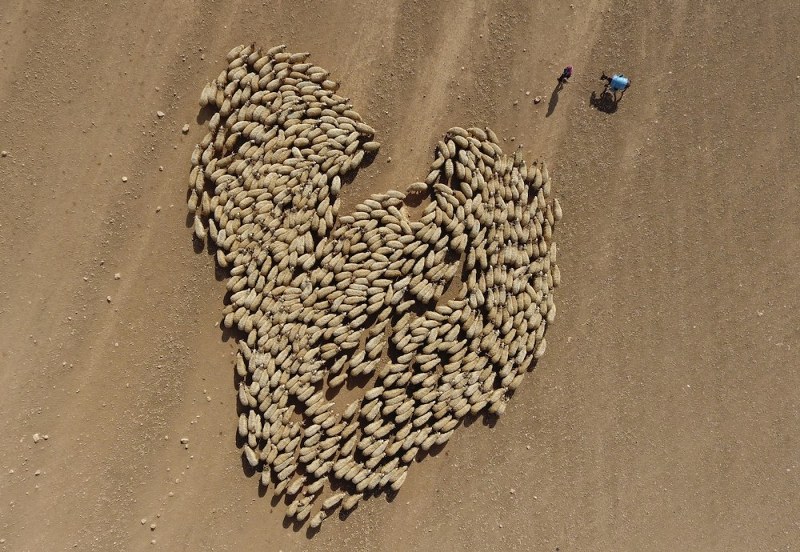2017 yılının en iyi AA fotoğrafı! İlber Hoca'nın seçtiğine bakın! A24