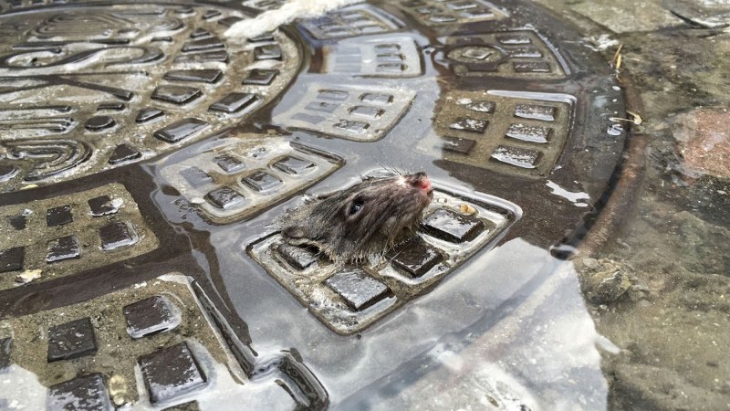 2017 yılının en iyi AA fotoğrafı! İlber Hoca'nın seçtiğine bakın! A24