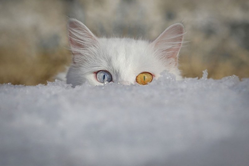 2017 yılının en iyi AA fotoğrafı! İlber Hoca'nın seçtiğine bakın! A24