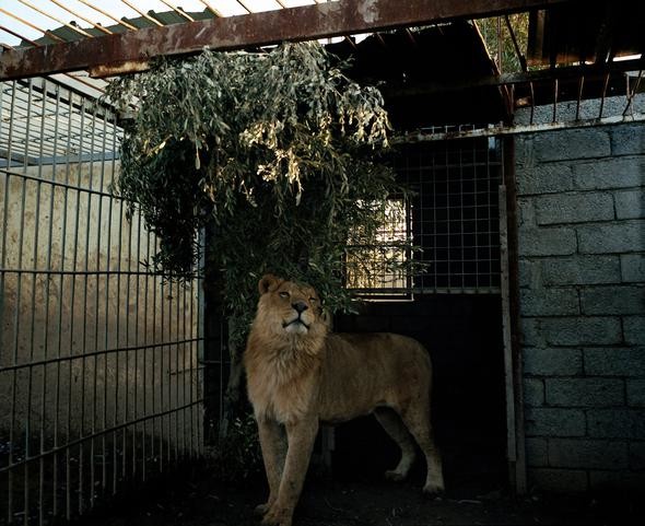 2017'nin en iyi fotoğrafları A24
