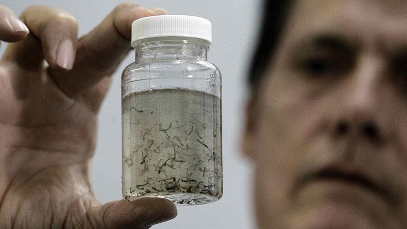 Zika virüsü Türkiye'de (Zika virüsü nedir?) A24