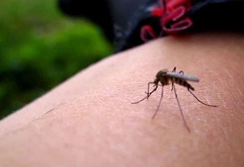 Zika virüsü Türkiye'de (Zika virüsü nedir?) A24