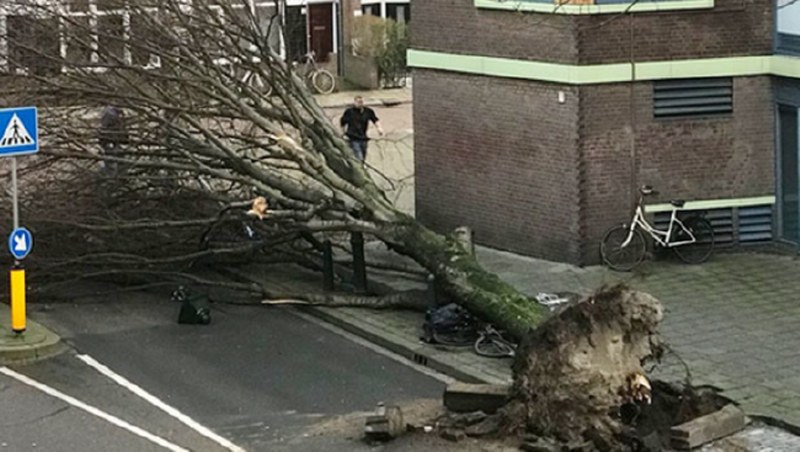 Dünya bu kareye kilitlendi: Uçan inek! A24