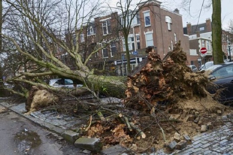 Dünya bu kareye kilitlendi: Uçan inek! A24
