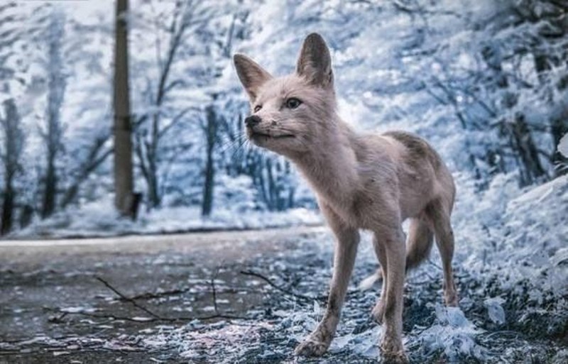 Nükleer faciasının yaşandığı Çernobil'den birbirinden ilginç kareler A24