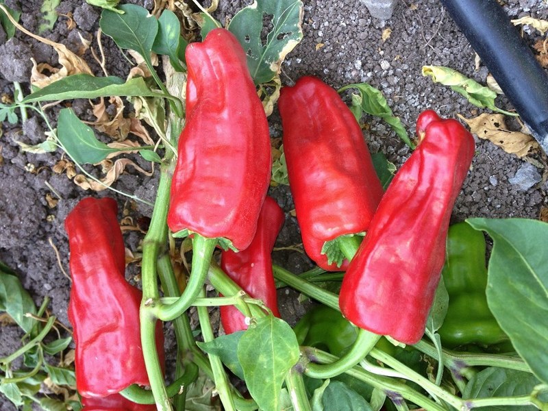 İzmir'de boyoz, Gaziantep'te beyran çorbası (Şehirlere göre kahvaltı rehberi) A24