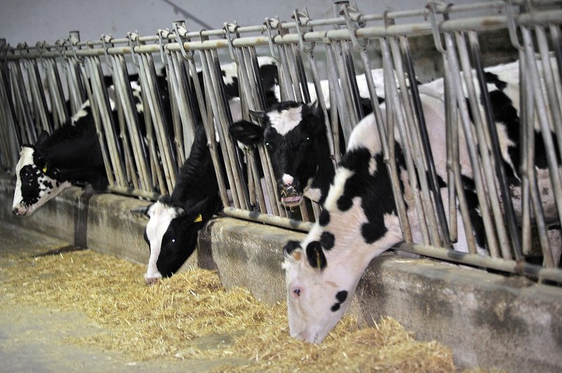 Adım adım gelen Çiftlik Bank dolandırıcılığı A24