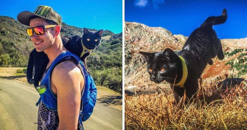 Maceracı kedi Simon yeni internet fenomeni olmayı başardı A24