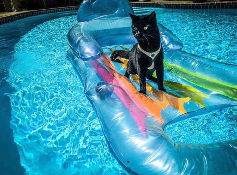 Maceracı kedi Simon yeni internet fenomeni olmayı başardı A24