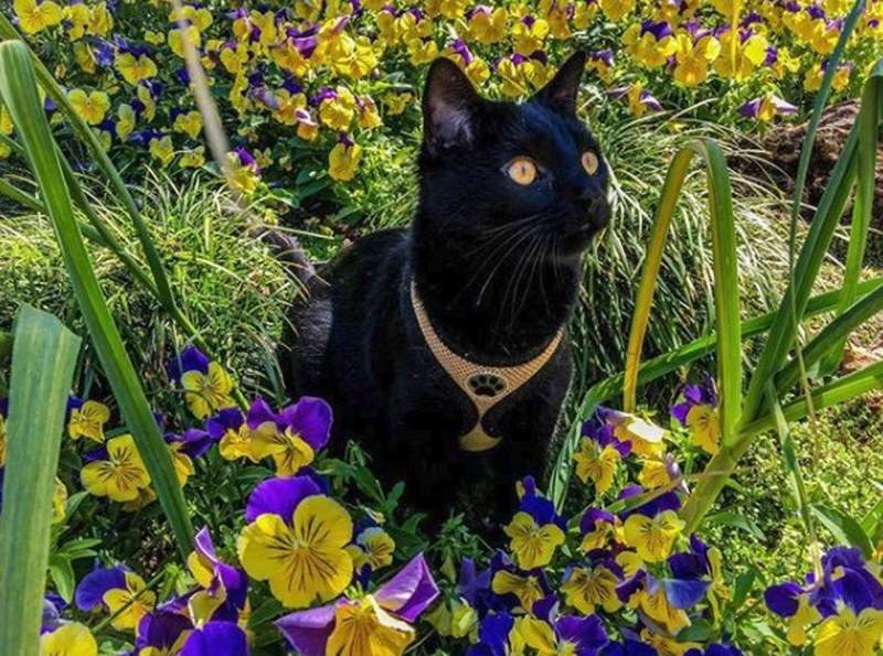 Maceracı kedi Simon yeni internet fenomeni olmayı başardı A24