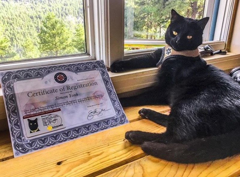 Maceracı kedi Simon yeni internet fenomeni olmayı başardı A24