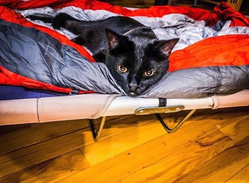 Maceracı kedi Simon yeni internet fenomeni olmayı başardı A24