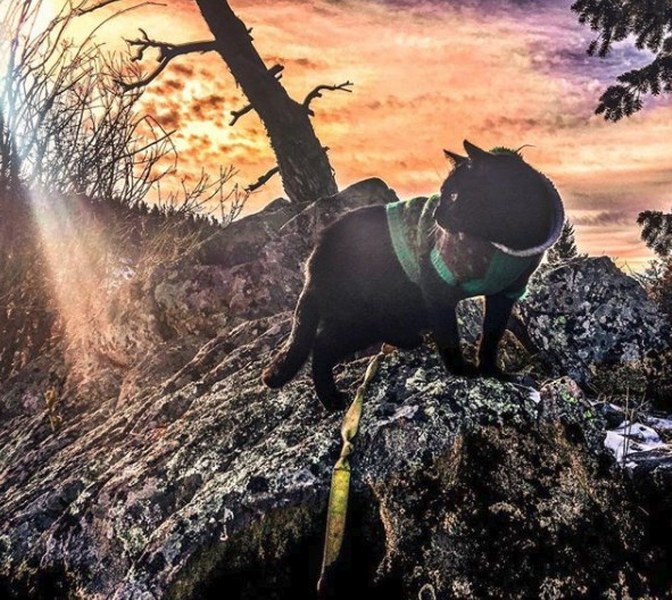 Maceracı kedi Simon yeni internet fenomeni olmayı başardı A24