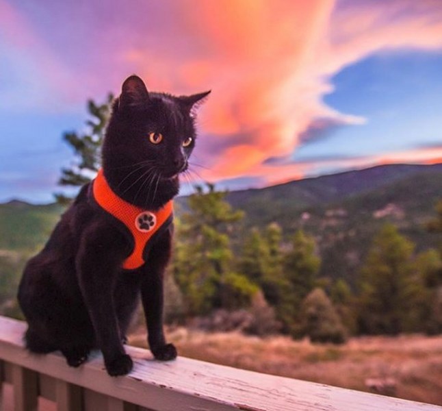 Maceracı kedi Simon yeni internet fenomeni olmayı başardı A24