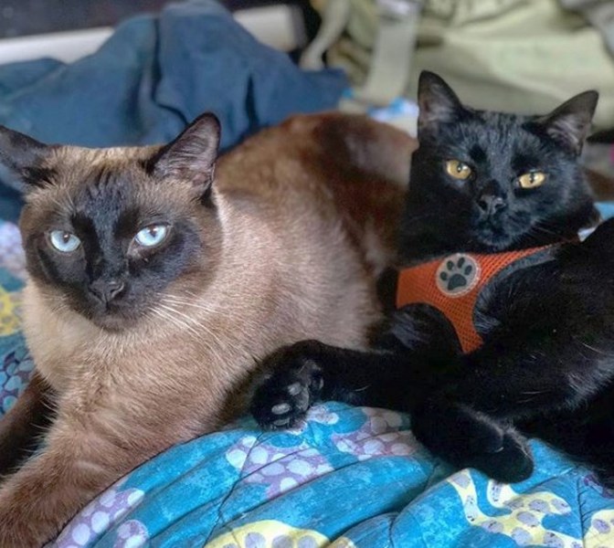 Maceracı kedi Simon yeni internet fenomeni olmayı başardı A24