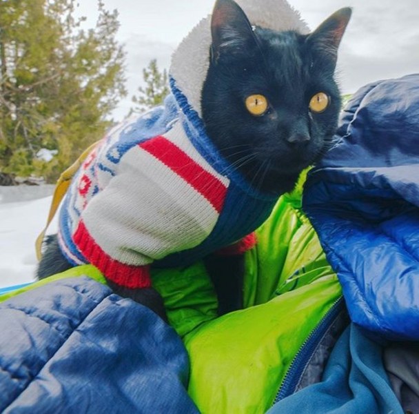 Maceracı kedi Simon yeni internet fenomeni olmayı başardı A24
