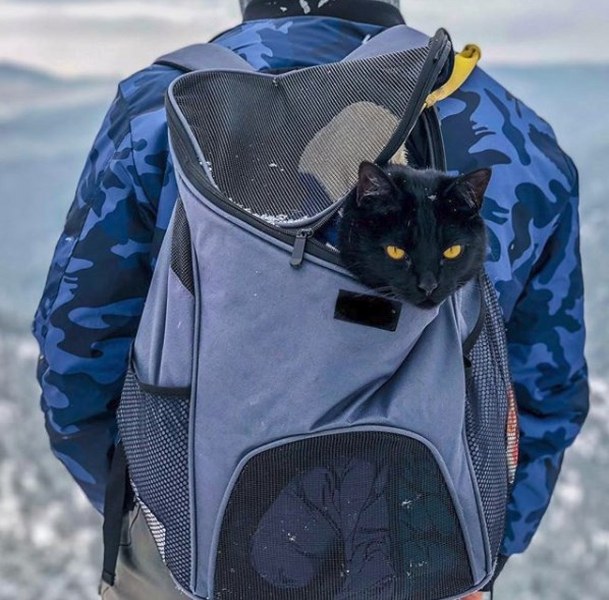 Maceracı kedi Simon yeni internet fenomeni olmayı başardı A24