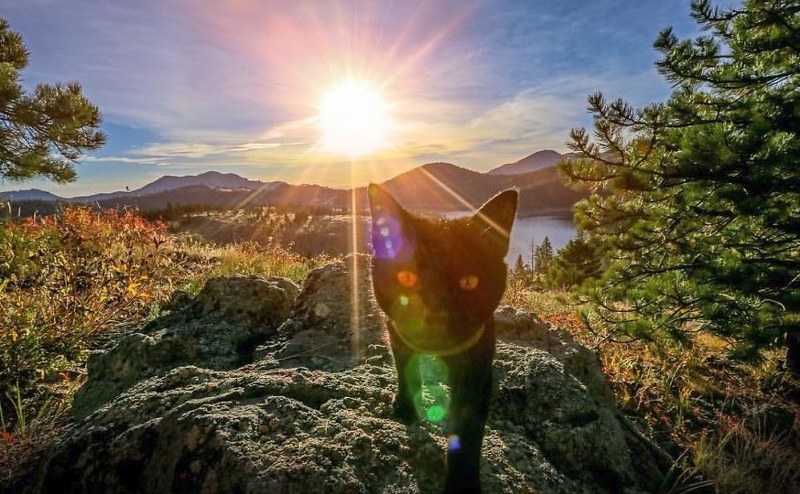 Maceracı kedi Simon yeni internet fenomeni olmayı başardı A24