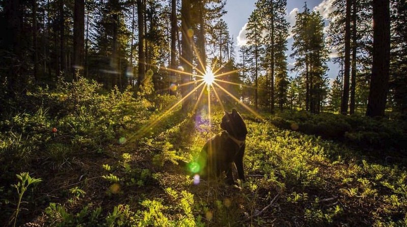 Maceracı kedi Simon yeni internet fenomeni olmayı başardı A24