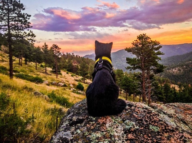 Maceracı kedi Simon yeni internet fenomeni olmayı başardı A24