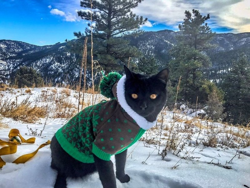 Maceracı kedi Simon yeni internet fenomeni olmayı başardı A24