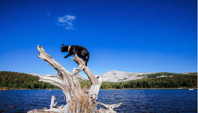 Maceracı kedi Simon yeni internet fenomeni olmayı başardı A24