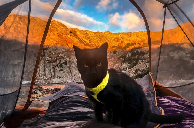 Maceracı kedi Simon yeni internet fenomeni olmayı başardı A24