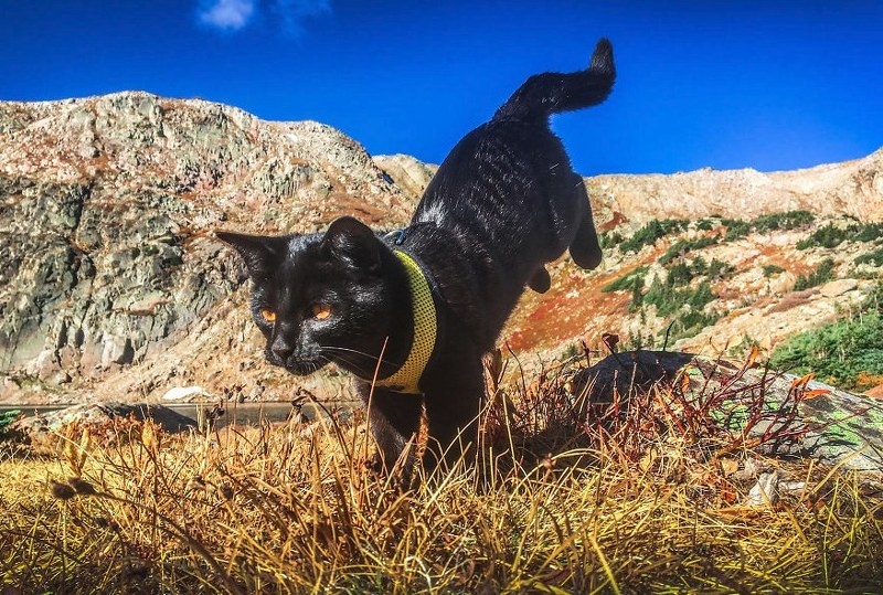 Maceracı kedi Simon yeni internet fenomeni olmayı başardı A24