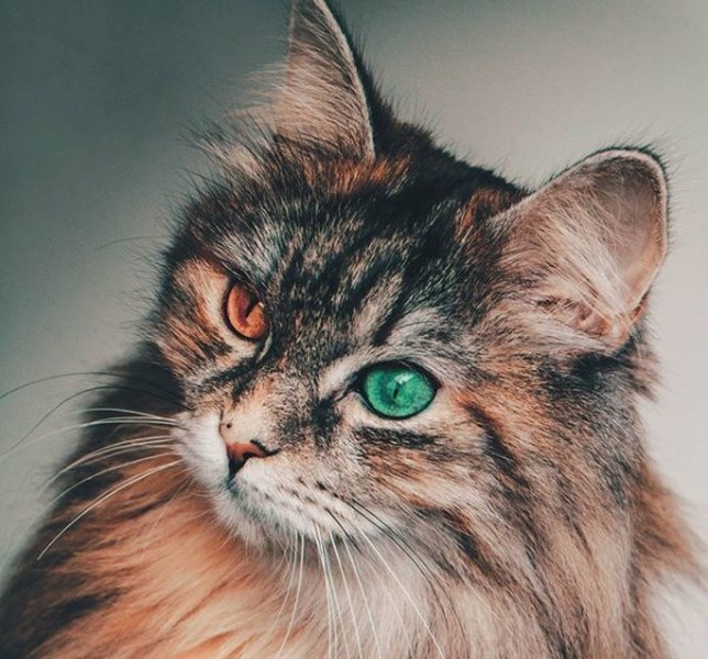 Rüyaların gerçeklik kazandığı fotoğraflar A24