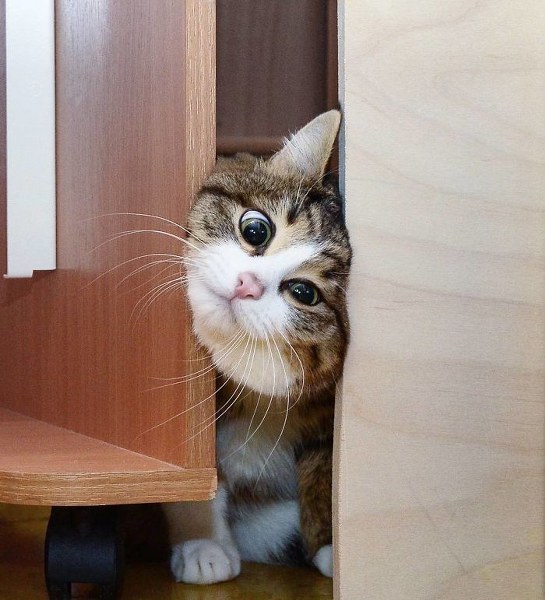 İnternette fenomen olan evcil hayvanların sonuncusu: Binbir surat Rexie A24