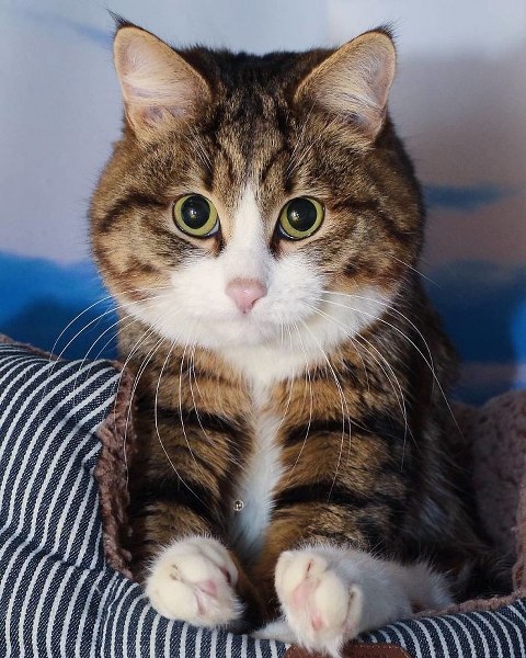 İnternette fenomen olan evcil hayvanların sonuncusu: Binbir surat Rexie A24