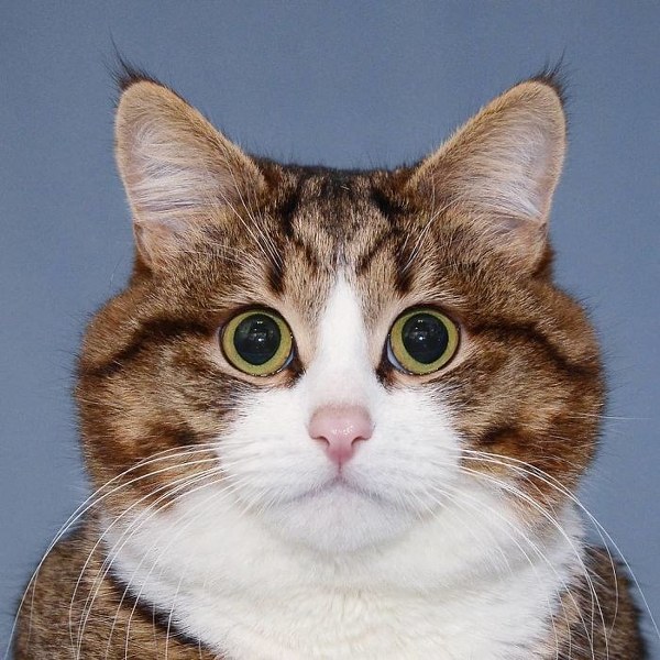 İnternette fenomen olan evcil hayvanların sonuncusu: Binbir surat Rexie A24