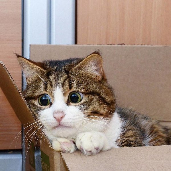 İnternette fenomen olan evcil hayvanların sonuncusu: Binbir surat Rexie A24